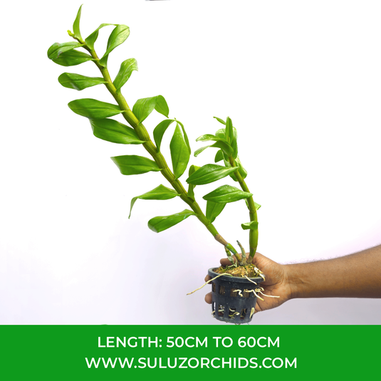 Dendrobium Orchid Rungkamol Exotic Plant