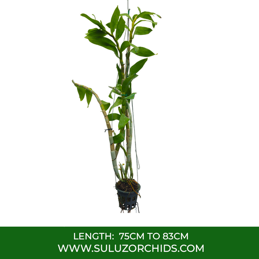 Dendrobium Orchid Secundum Alba Exotic Plant