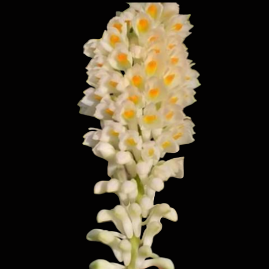 Dendrobium Orchid Secundum Alba Exotic Plant