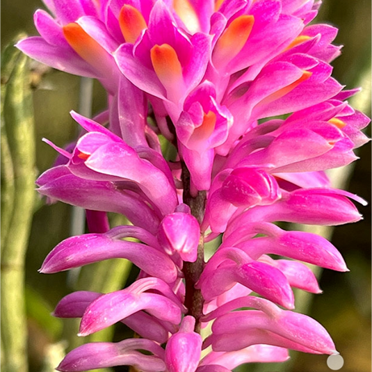 Dendrobium Orchid Secundum x Sib Exotic Plant