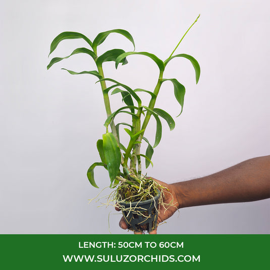 Dendrobium Orchid Supernova Red Mature Bushy Plant- Ready To Flower