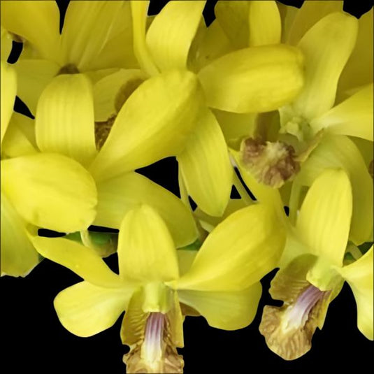 Dendrobium Orchid Thongchai Ancheng Mature Plant bright yellow petals with a soft yellow center flower.