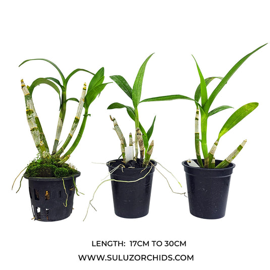 Dendrobium Unknown Varieties - Mature