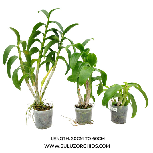 Dendrobium Unknown Varieties - Mature