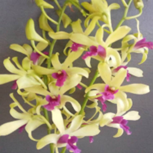 Dendrobium Orchid Plant Uthai Green - Seedling