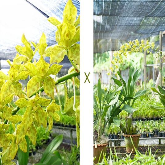 Grametophyllum Orchid Plant Pakkret Leo Saber - Seedling