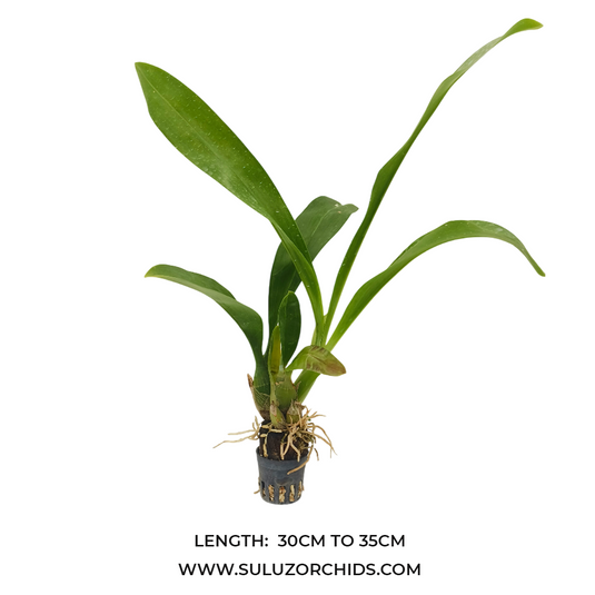 Grametophyllum Orchid Plant Pakkret Leo Saber - Seedling