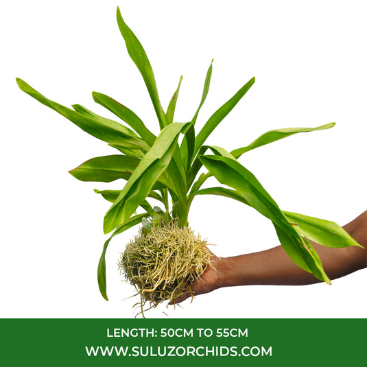 Grametophyllum Orchid Plant Green - Mature Plant