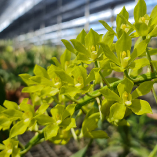 Grametophyllum Orchid Plant Green - Mature Plant