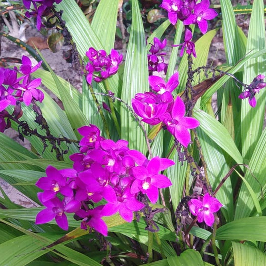 Spathoglottis Ponkasem Ground Orchid