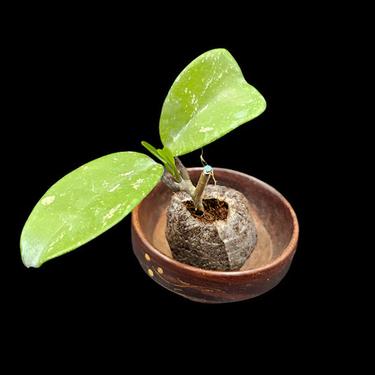 Hoya Plant Brown Giffy Potted