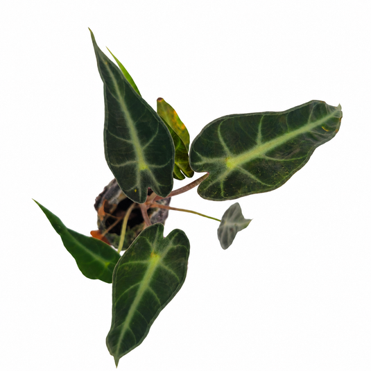 Jiffy Plant Alocasia Bambino