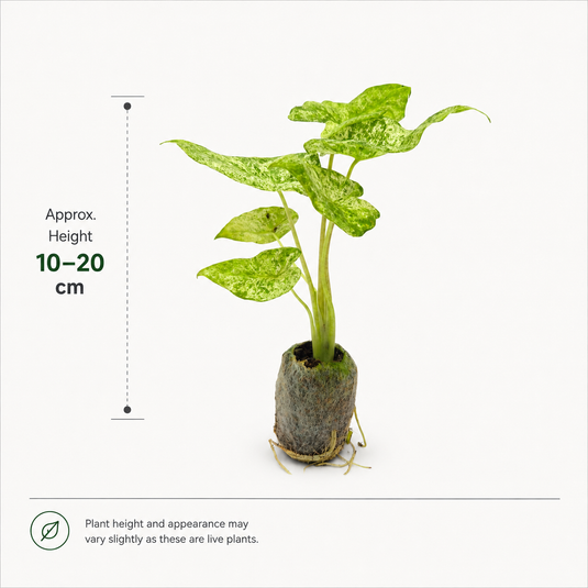 Jiffy Plant Alocasia Batic