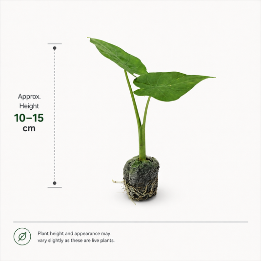 Jiffy Plant Alocasia Macroriza