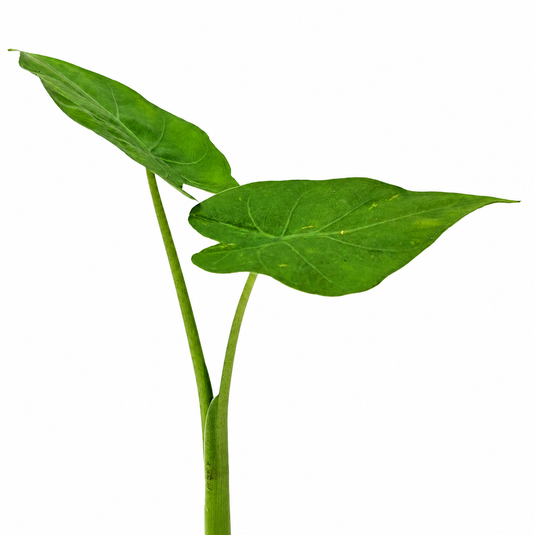 Jiffy Plant Alocasia Macroriza