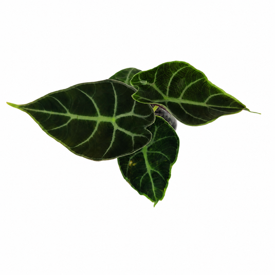 Jiffy Plant Alocasia Pink Princess