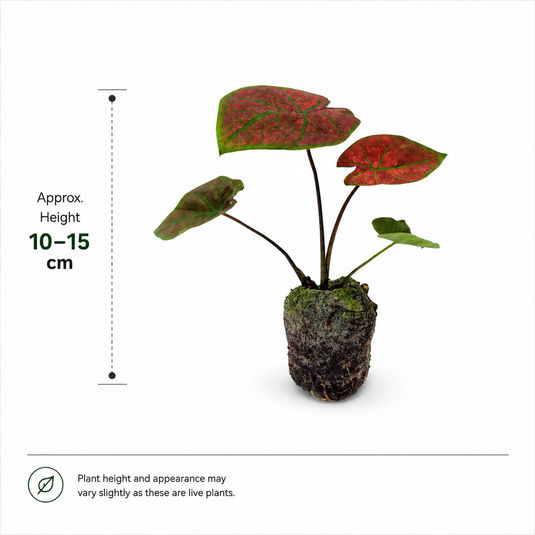 Jiffy Plant Caladium Bicolour