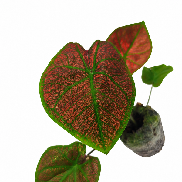 Jiffy Plants