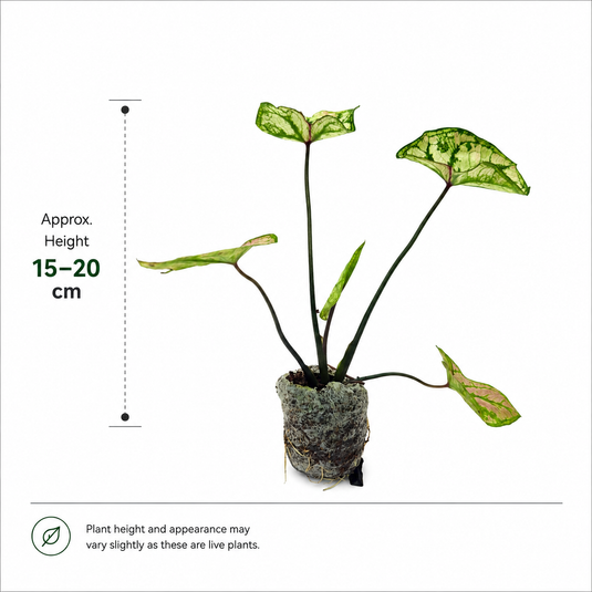 Jiffy Plant Caladium Mini White Dwarf