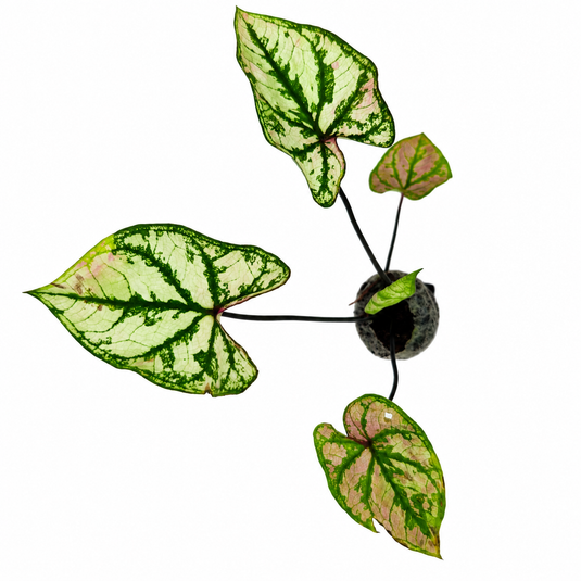 Jiffy Plant Caladium Mini White Dwarf