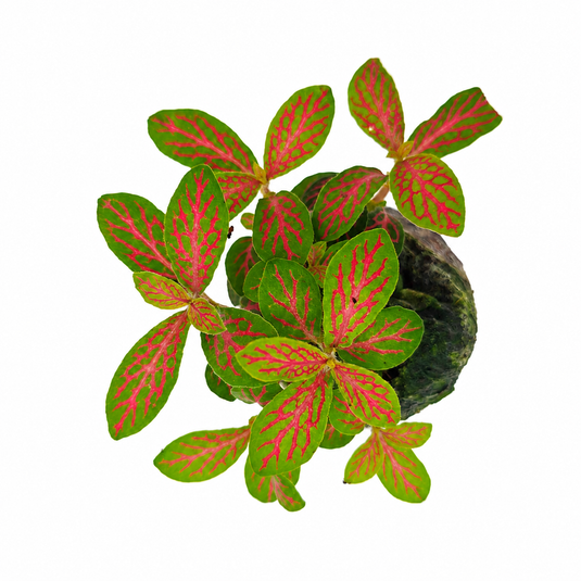 Jiffy Plant Fittonia Orange