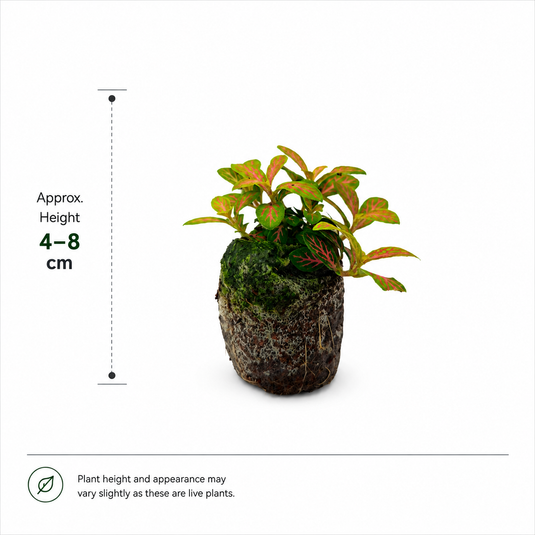 Jiffy Plant Fittonia Orange