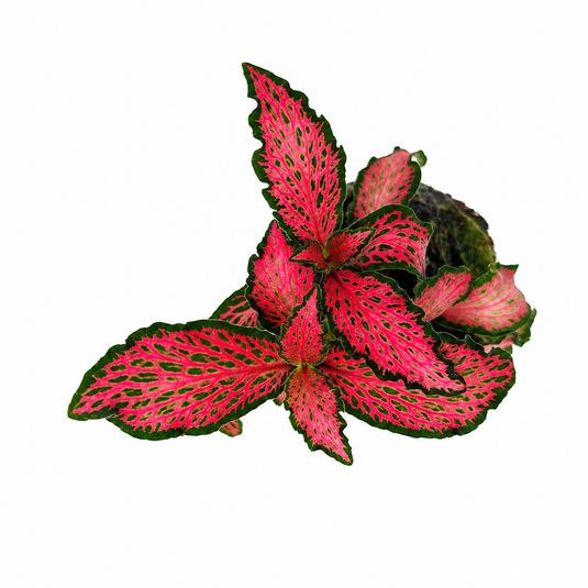 Jiffy Plant Fittonia Red