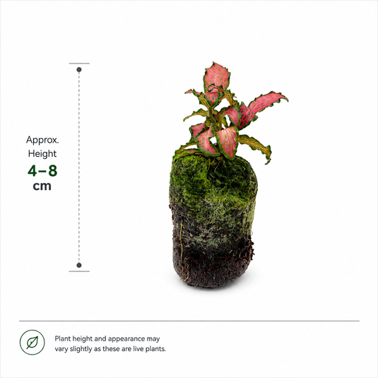 Jiffy Plant Fittonia Red