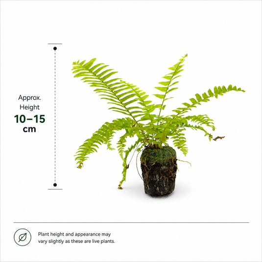 Jiffy Plant Golden Fern