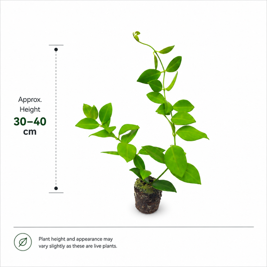 Jiffy Plant Lipstic