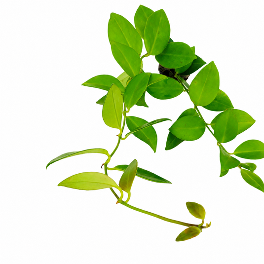Jiffy Plant Lipstic