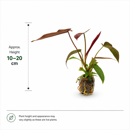 Jiffy Plant Philo Atabaphoense