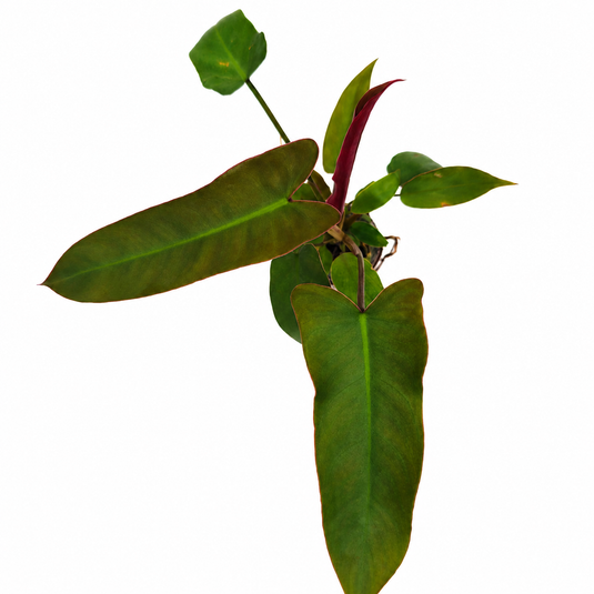 Jiffy Plant Philo Atabaphoense