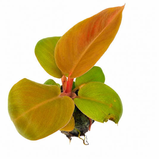 Jiffy Plant Philo Gold Rush