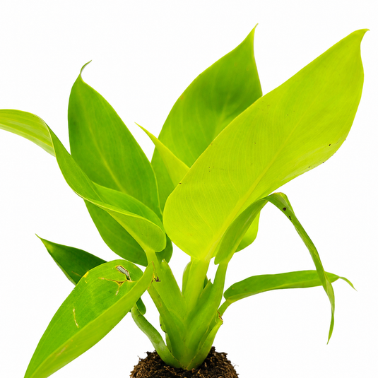 Jiffy Plant Philo Melinonii Gold New