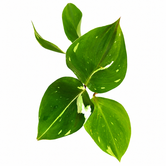 Jiffy Plant Philo White Prince