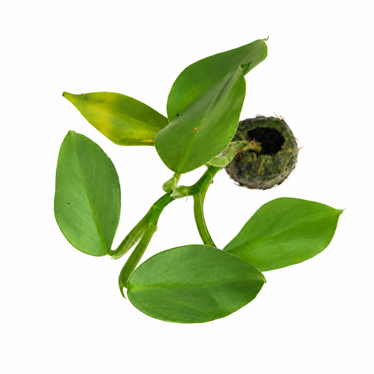 Jiffy Plant Philodendron Silversword