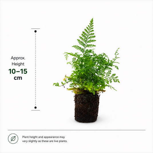 Jiffy Plant Rabbit Foot Fern