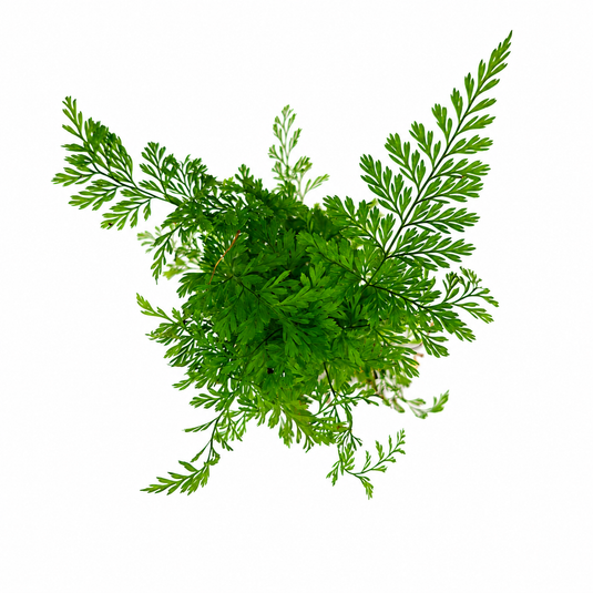 Jiffy Plant Rabbit Foot Fern