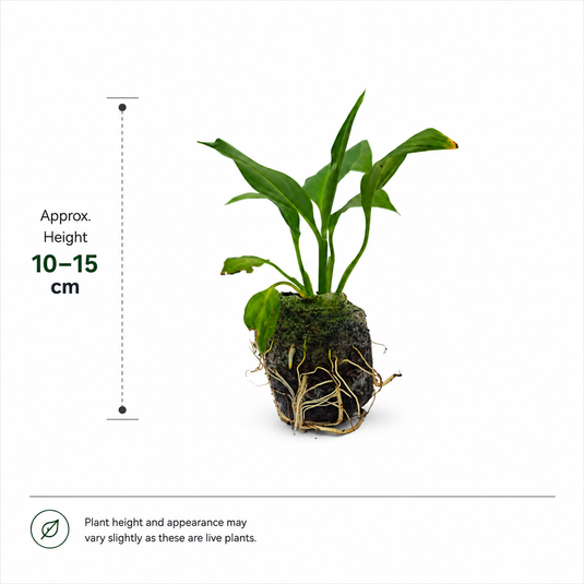 Jiffy Plant Spathiphyllum
