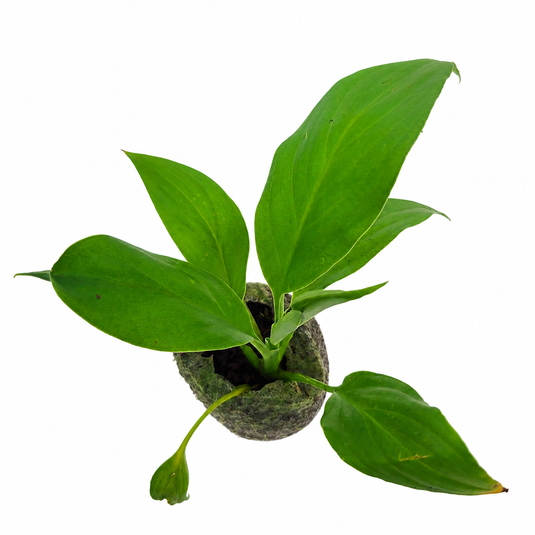 Jiffy Plant Spathiphyllum