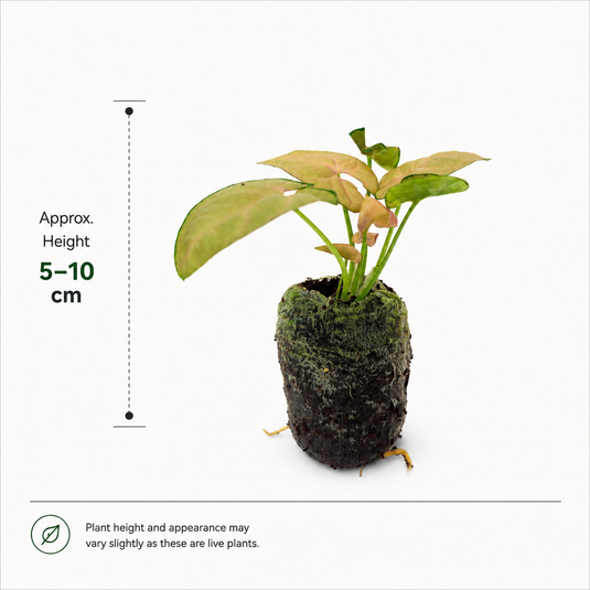 Jiffy Plant Syngonium Neon