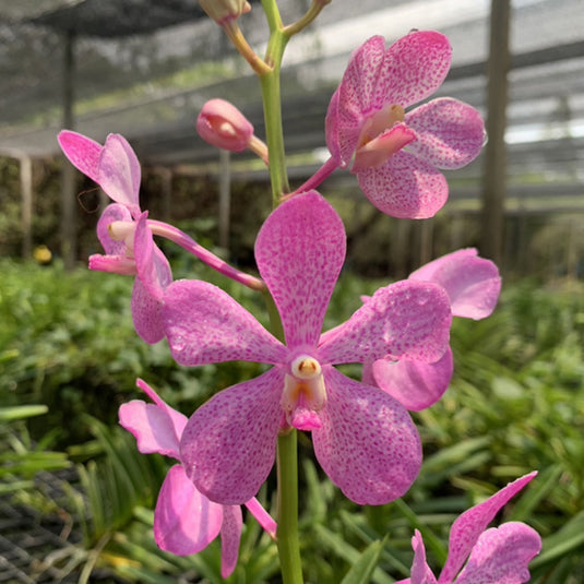 Mokara Orchid Mokara Calipso Pink - Mature Big Top Cutting - Ready To Flower