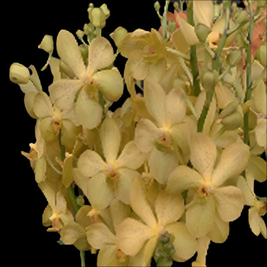 Mokara Orchid Full Moon 'Yellow' - Mature Big Top Cutting - Ready To Flower