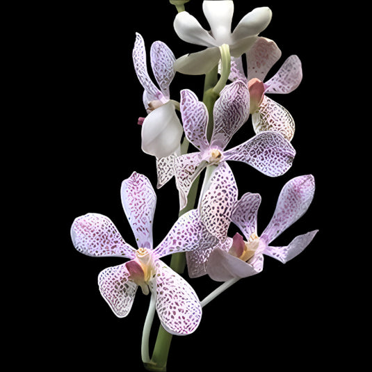 Mokara Orchid Plant Jairak White - Top Cutting Small
