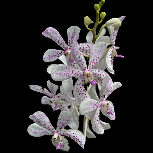 Mokara Orchid Plant Jitti White walter- Top  Cutting Small