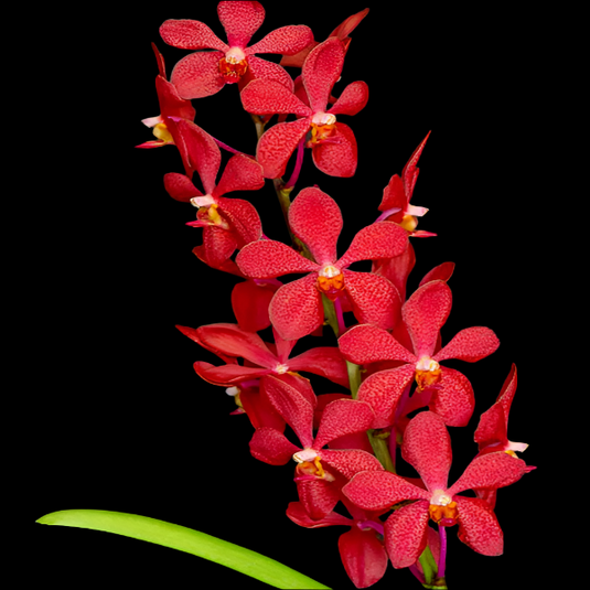 Mokara Orchid Moodang Red Mature - Big Top Cutting