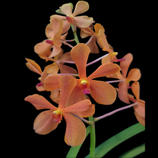 Mokara Orchid Plant Oomyai Orange  (Mericlones)- Top  Cutting Small