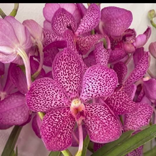 Mokara Orchid Anne Kool Kasem Delight pink flower