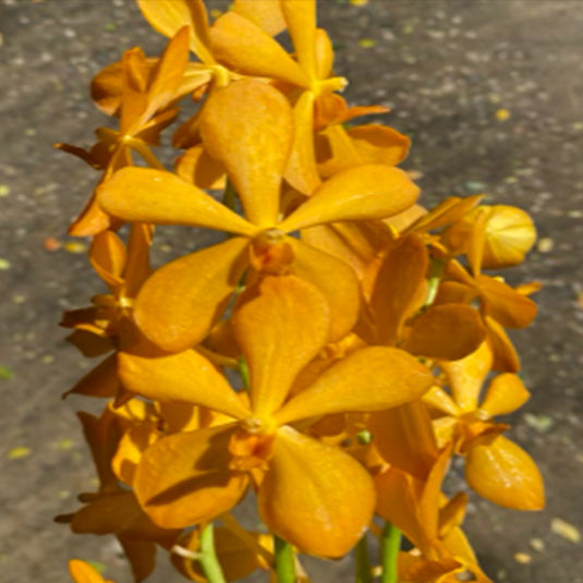 Mokara Orchid Bangkhuntien yellow flower